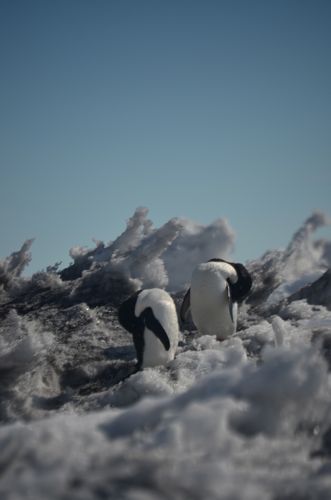 Adelie penguins preen themselves