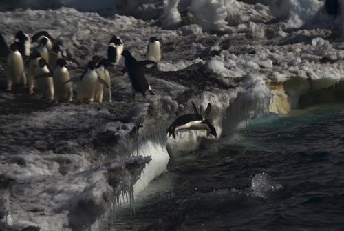 Adelie penguin dives into the water