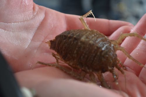 Cockroach of the Sea, a.k.a. Isopod
