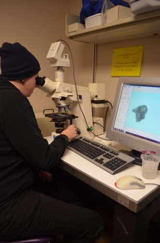 Amanda Kelley looking through microscope