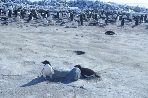 Two Adelie penguins