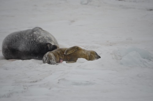 Newborn pup  and mother seal