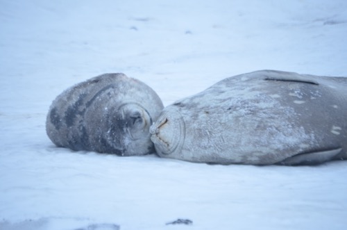 Mom and baby Weddell Seal