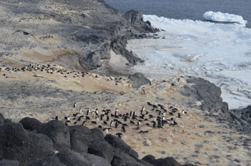 Adeie Penguins at Cape Royds