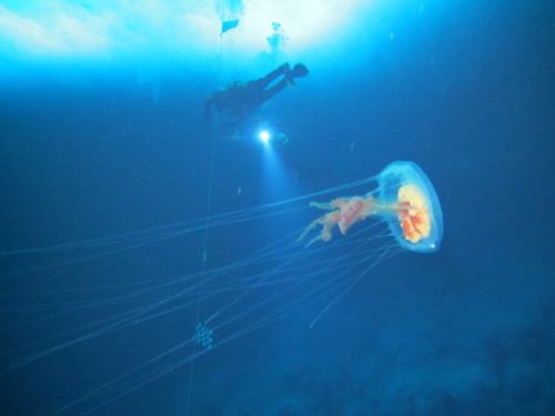 Jellyfish in McMurdo Sound