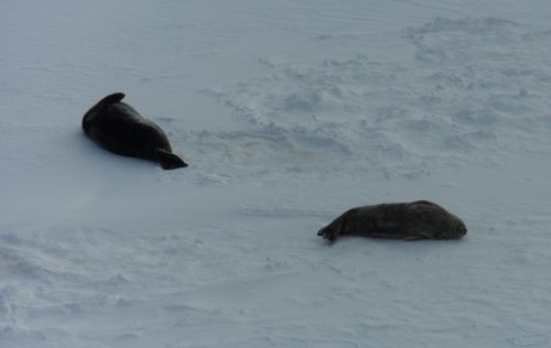 Weddell Seals