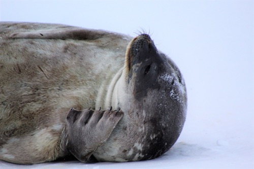 Sleeping seal 2