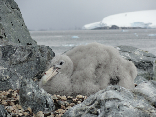 Giant Petrel Chick