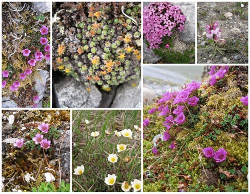 Tundra flowers.