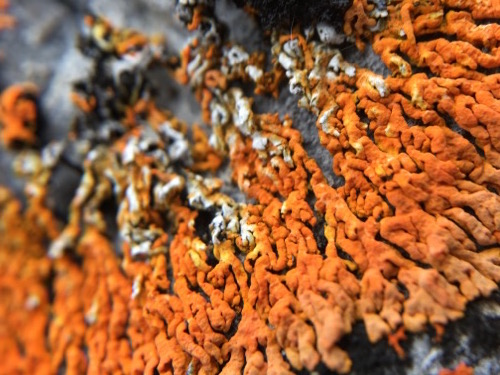 Lichen Bloom