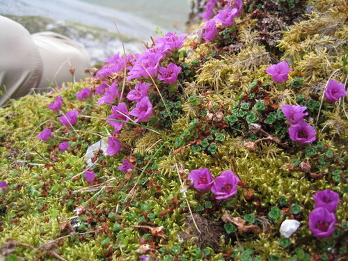 Tundra flowers