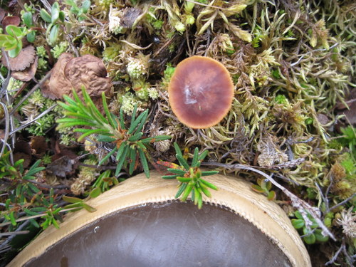 Tundra Mushrooms
