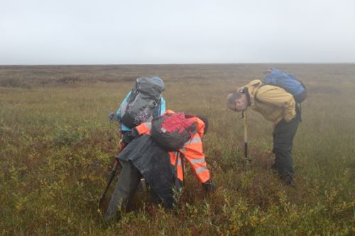 Examining tundra. 