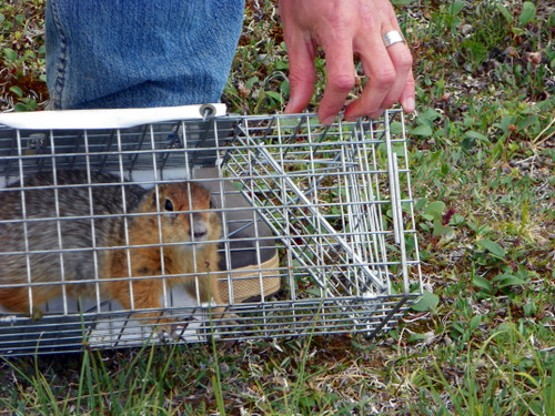 Trapped Squirrel