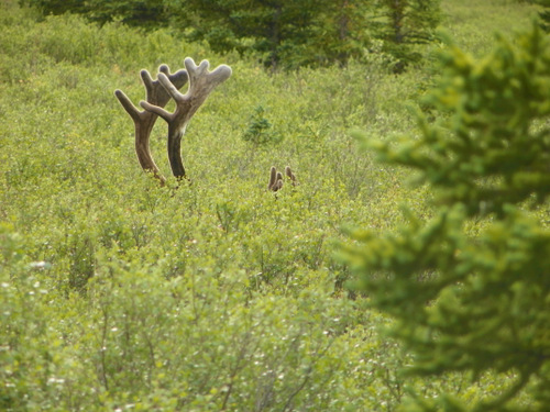 Caribou Antlers