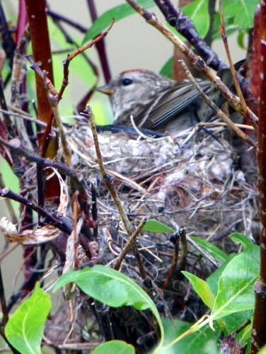 Redpoll Nest