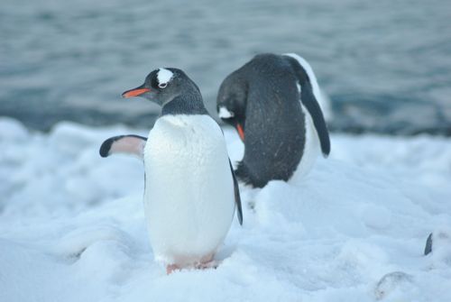 Gentoo Penguins on Anvers Island