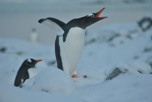 Gentoo Penguins on Anvers Island