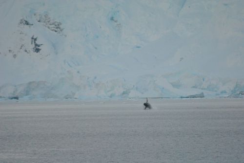 Whale in the Neumayer Channel