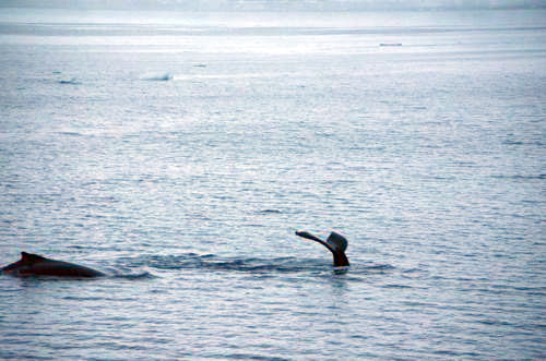Humpback Whales in the Lamaire Channel