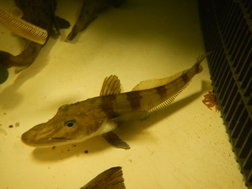 chaenocephalus aceratus aka icefish