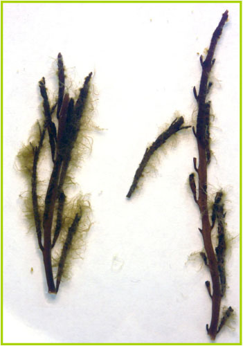 Endophytes growing out of a plant
