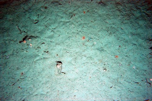 Sea Floor in Flanders Bay