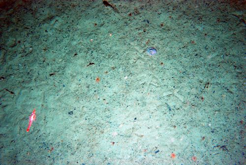 Sea Floor in Flanders Bay, Antarctica