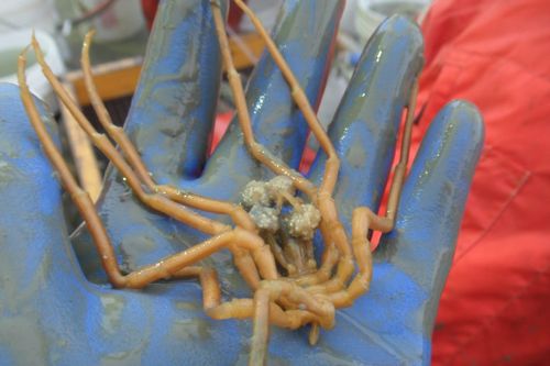 Sea spider with egg sacs. Also known as pycnogonids