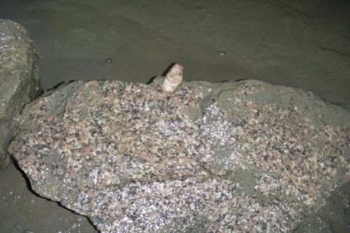 Rock with Tunicate