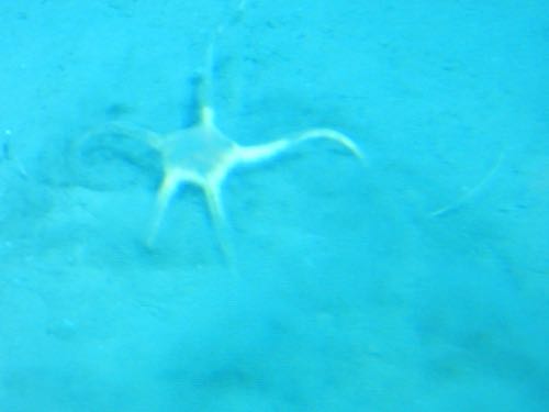 ROV brittle star