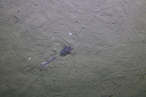 Sclerocrangon - benthic shrimp