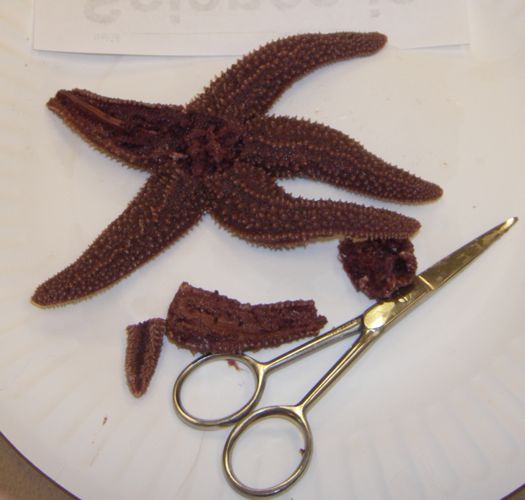 Sea Star Dissection