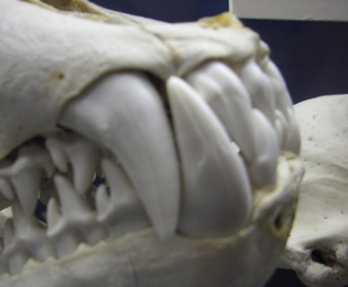 Leopard Seal Teeth