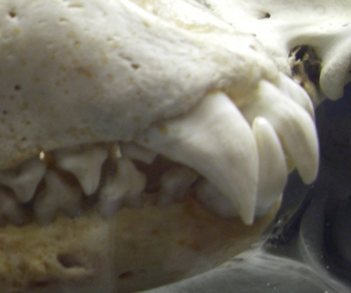 Weddell Seal Teeth