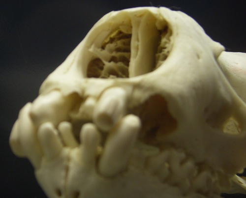 Worn Weddell Seal Teeth