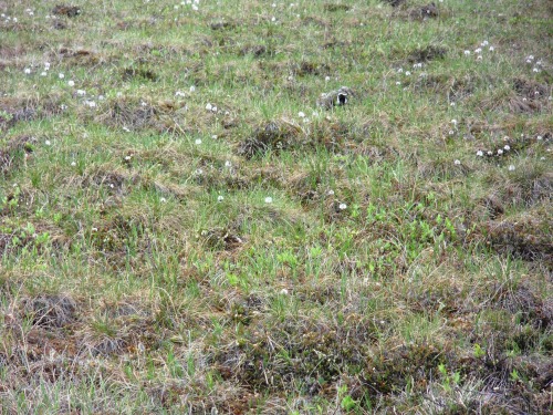 American Golden Plover at Imnaviat Field Site
