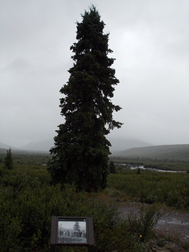 Current photo of the spruce tree and intrepretive sign