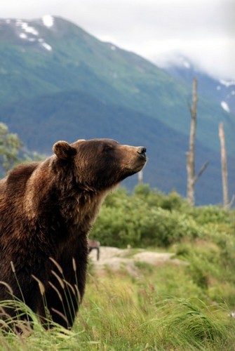 Grizzly Bear courtesy of Wikipedia Commons