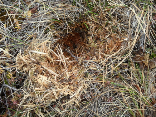 Voles have made little nests on part of the plots near the boardwalk