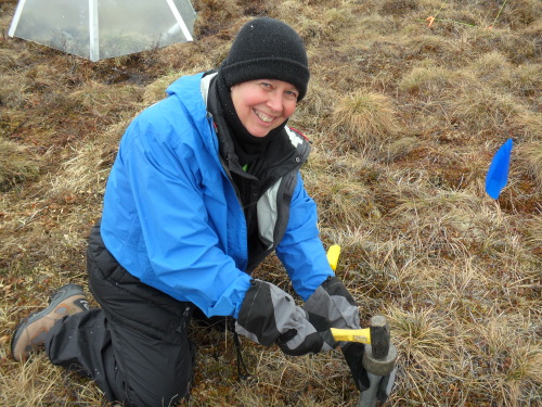 Ms. Steiner taking a soil core at the Snowmelt project plots