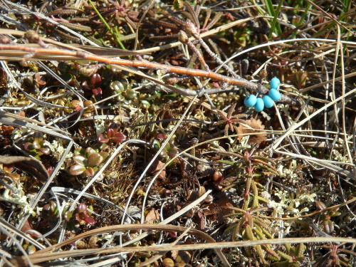Small tree on the Snowmelt Project plot marked with blue beads