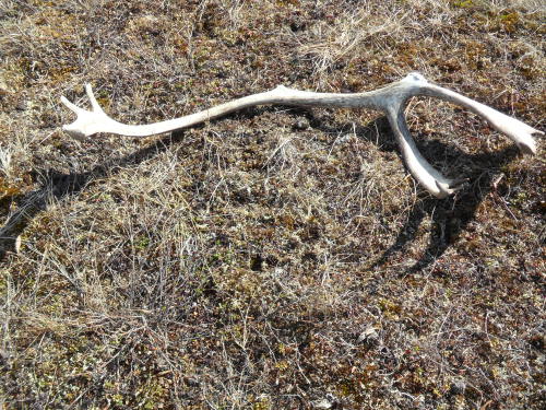 Caribou antler on the tundra near Jade Mountain