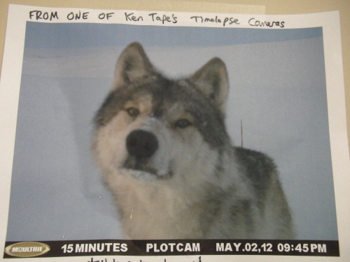 Ken Tape's timelapse camera photo of wolf, 2 May 2012