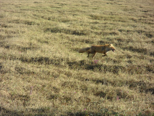 Red Fox in meadow near Galbraith Lake
