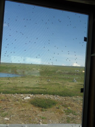 mosquitoes on the screen of a lab trailer