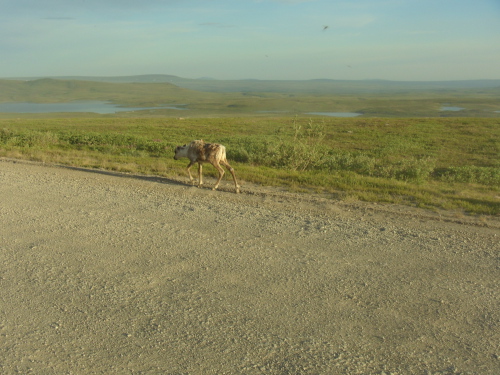 Yearling caribou alongside road near Kuparuk River on the Dalton Highway