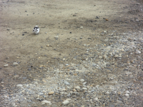 Snow Bunting in parking lot at Deadhorse Camp