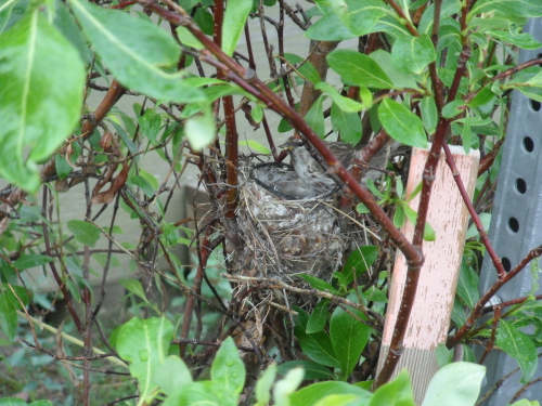 Redpoll sitting on nest near dining hall at Toolik Field Station