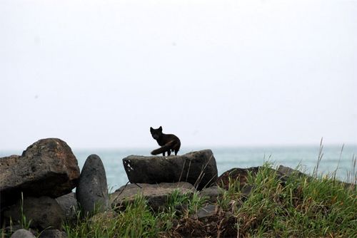 A fox on the rocks near the docks
